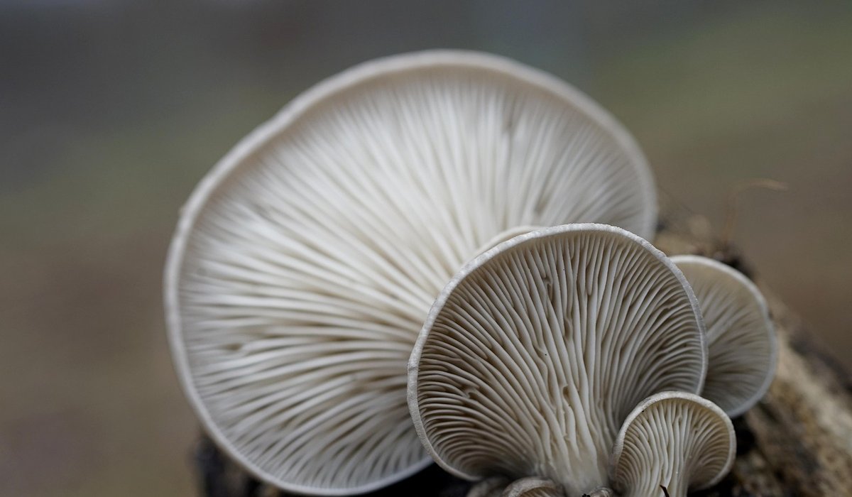Best Coastal Walks for Oyster Lovers in Britain