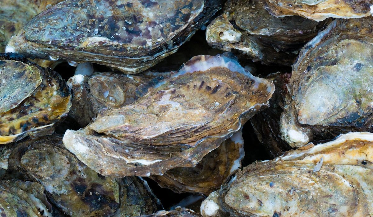 Choosing Seafood with Lower Environmental Impact